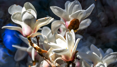 張掖：黑河潤(rùn)綠翠色濃 滿(mǎn)街花影迎夏來(lái)