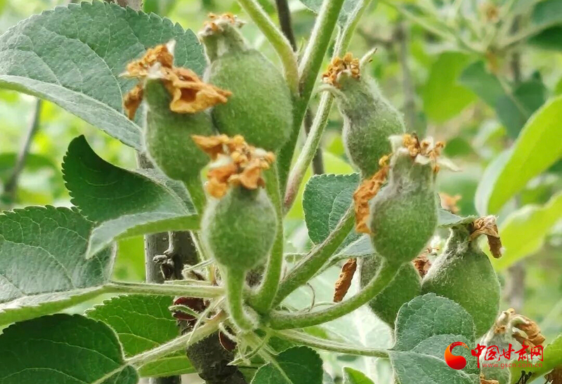 莊浪：果園管護(hù)正當(dāng)時(shí) 疏果定果促豐收