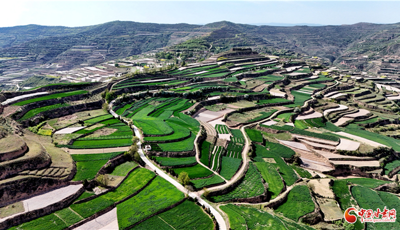 隴原山鄉(xiāng)新畫(huà)卷丨甘谷禮辛：千畝梯田麥浪涌